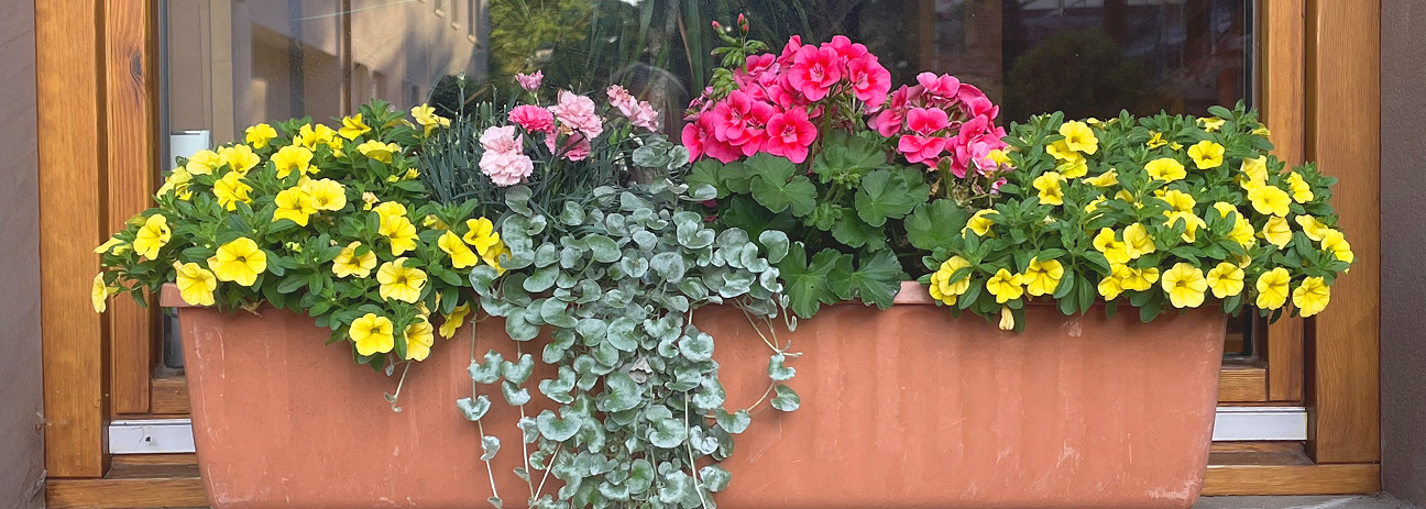 2026_07_blumen1