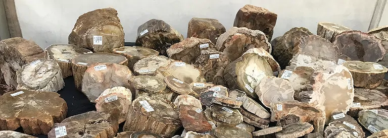 fertig_versteinertes_holz