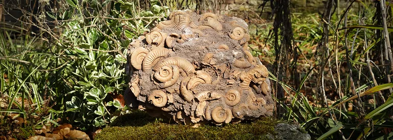 2025_03_hausmesse_ammoniten