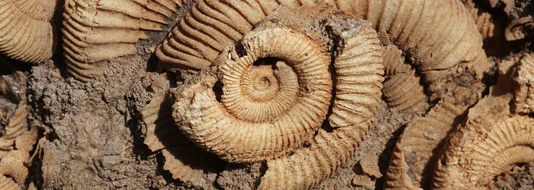 2025_03_hausmesse_pilze