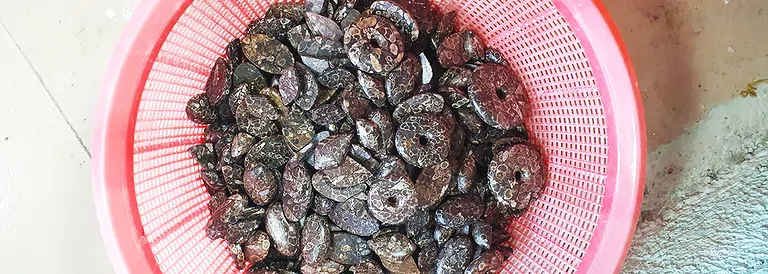 25_07_hausmesse_turitella