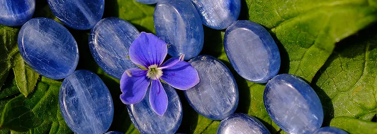 disthen_strang_blume