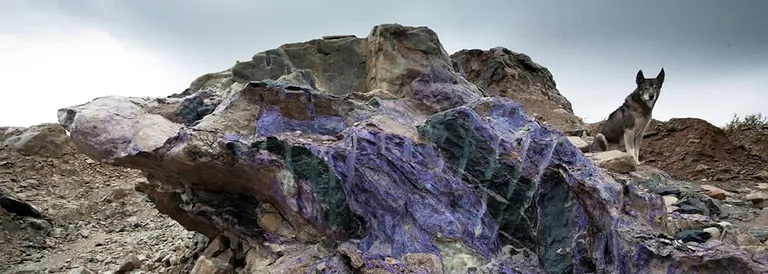 2021-03-charoit-fundort-hund