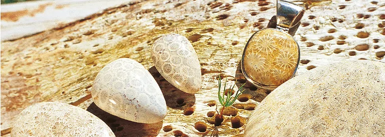 sdm-06-koralle-content