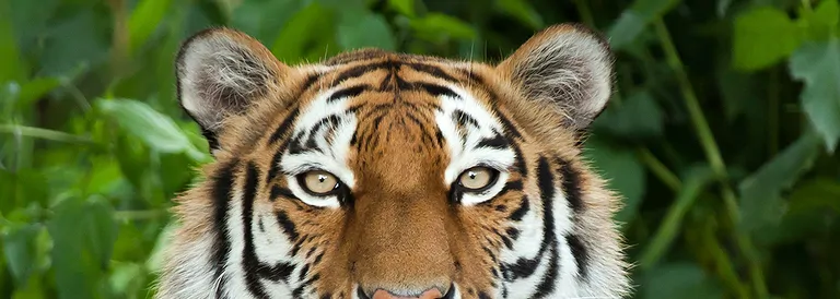 tigerauge-name-mineral-grosshandel