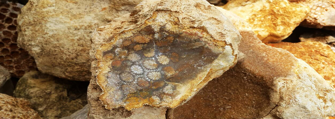 versteinerte_koralle_roh