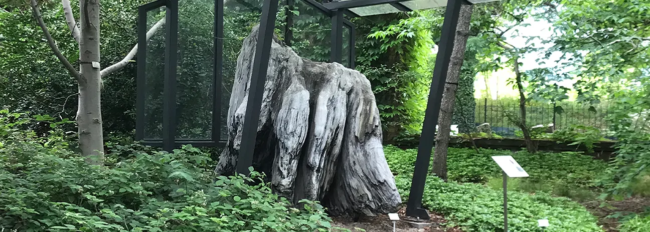 versteinertes-holz-botanischer-garten-dresden