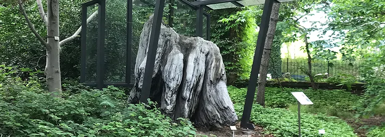 versteinertes-holz-botanischer-garten-dresden