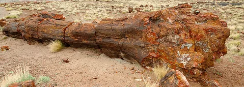 versteinertes-holz-usa-mineralien