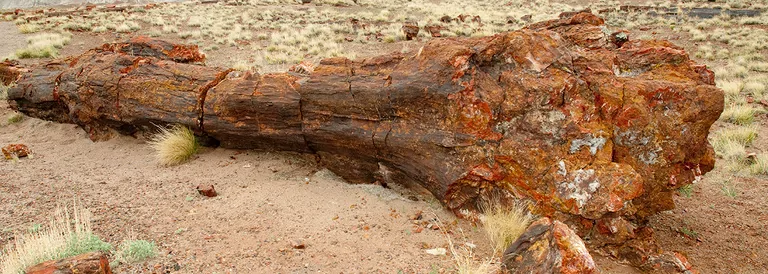 versteinertes-holz-usa-mineralien