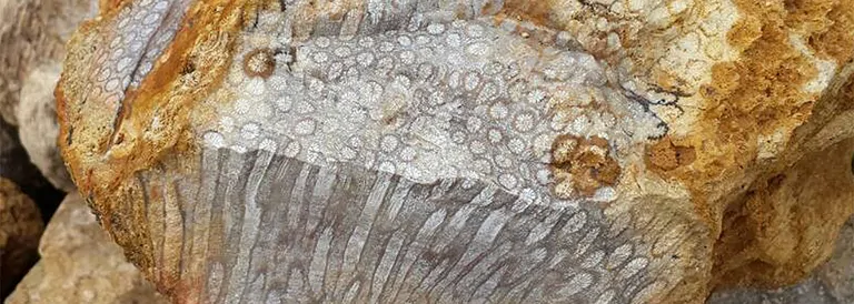 versteinerte_koralle_rohsteine_grosshandel