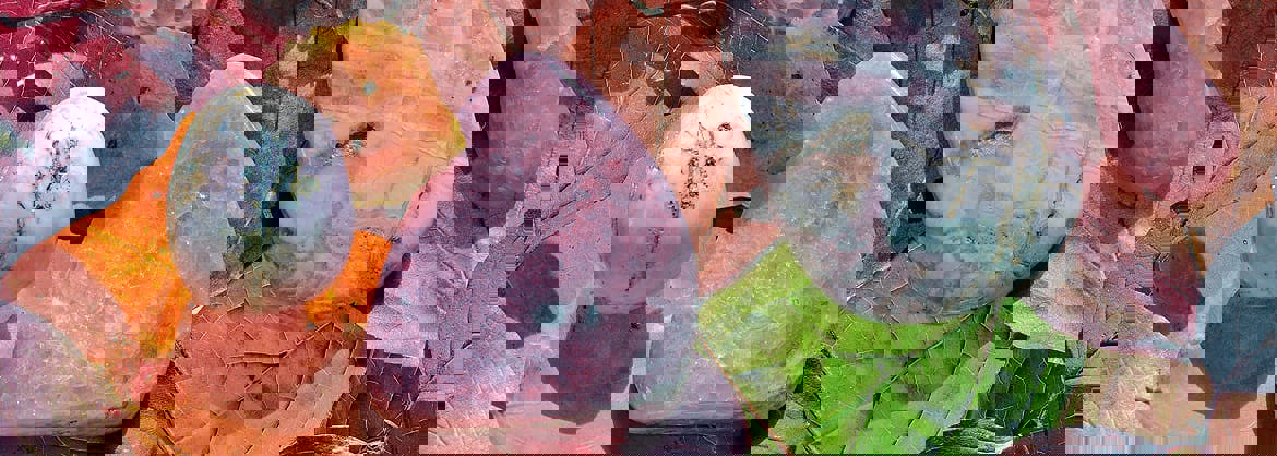 rhodochrosit_oktober_2018