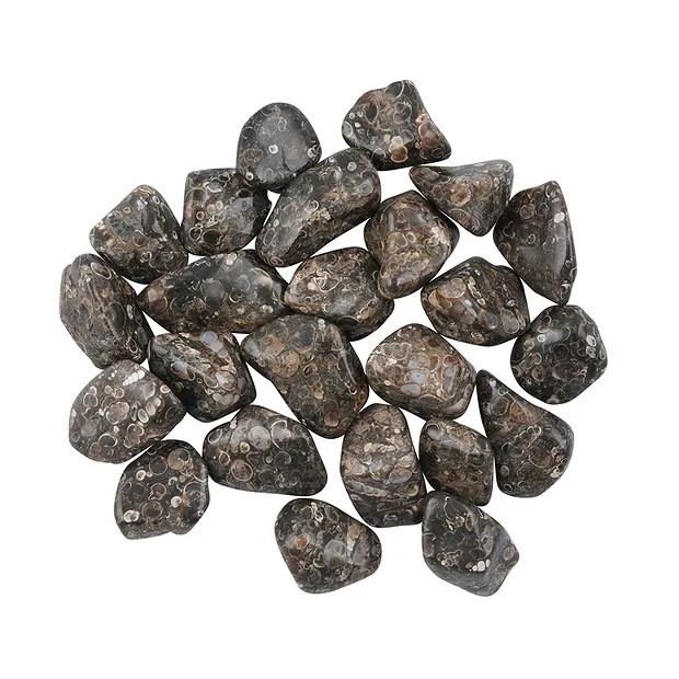 Tumbled Stones Agate (Turitella Agate), 2,5 - 4,0cm (XL) | Marco Schreier