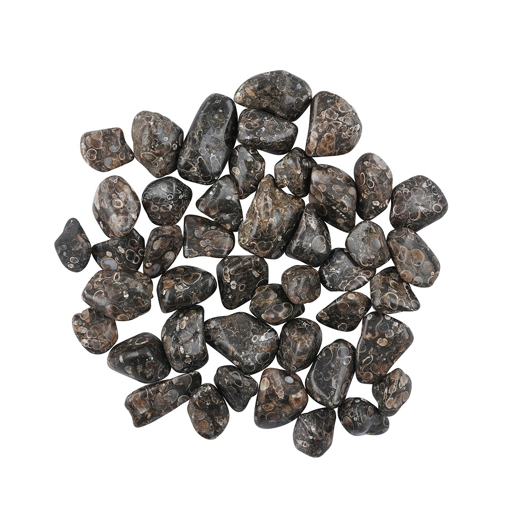 Pierres roulées Agate (Turitellas), 2,0 - 3,0cm (L) | Marco Schreier