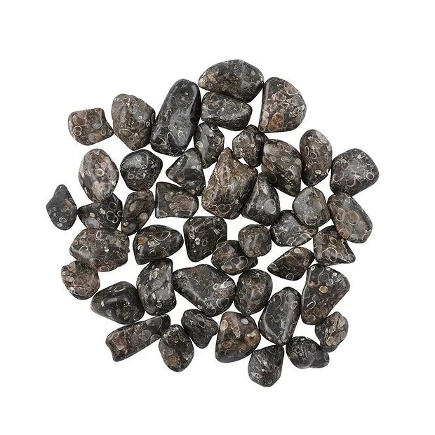 Tumbled Stones Agate (Turitella Agate), 2,0 - 3,0cm (L) | Marco Schreier