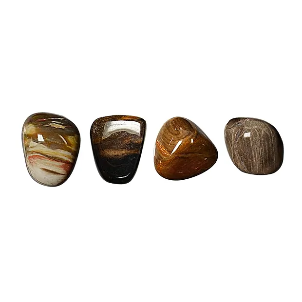 Piedra rodada Madera petrificada, 1,5 - 2,0 cm (S) | Marco Schreier