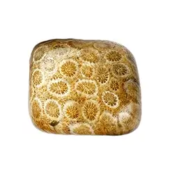 012450201 Trommelsteine versteinerte Koralle, 3,0 - 3,5cm (XL) | Marco Schreier