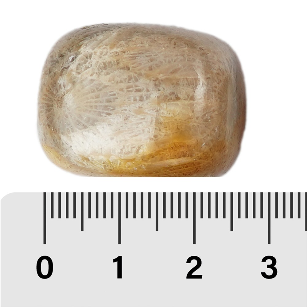 Trommelsteine versteinerte Koralle, 2,5 - 3,0cm (L) | Marco Schreier