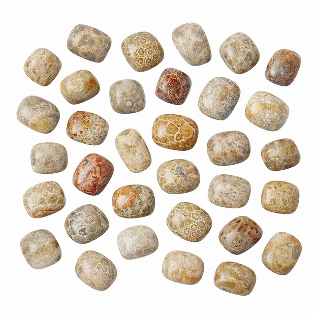 Pierres roulées de Corail fossilisé, 2,5 - 3,0 cm (L) | Marco Schreier