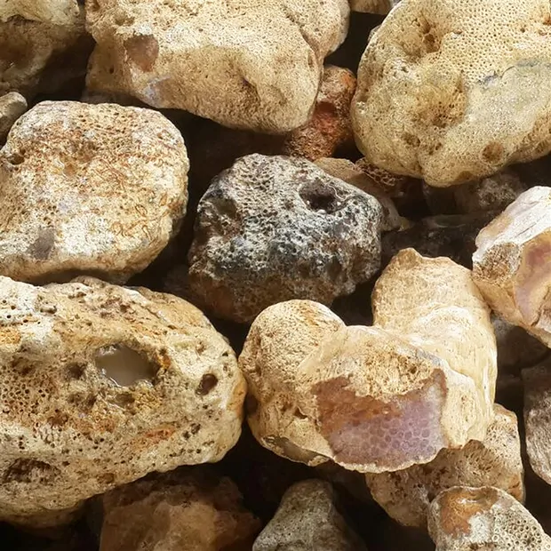 Pierres roulées de Corail fossilisé, 2,5 - 3,0 cm (L) | Marco Schreier