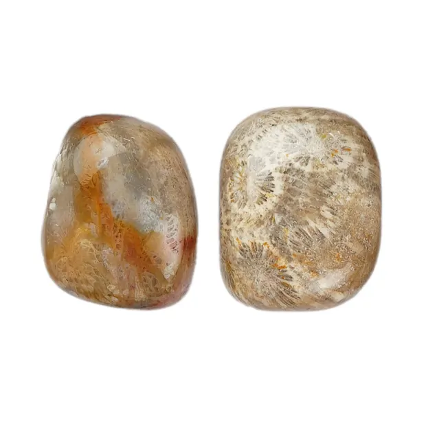 Pierres roulées de Corail fossilisé, 2,5 - 3,0 cm (L) | Marco Schreier