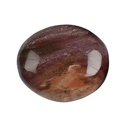 021870001 Petrified Wood Tumbled Stones, 3.5 - 5.0cm (Jumbo) | Marco Schreier