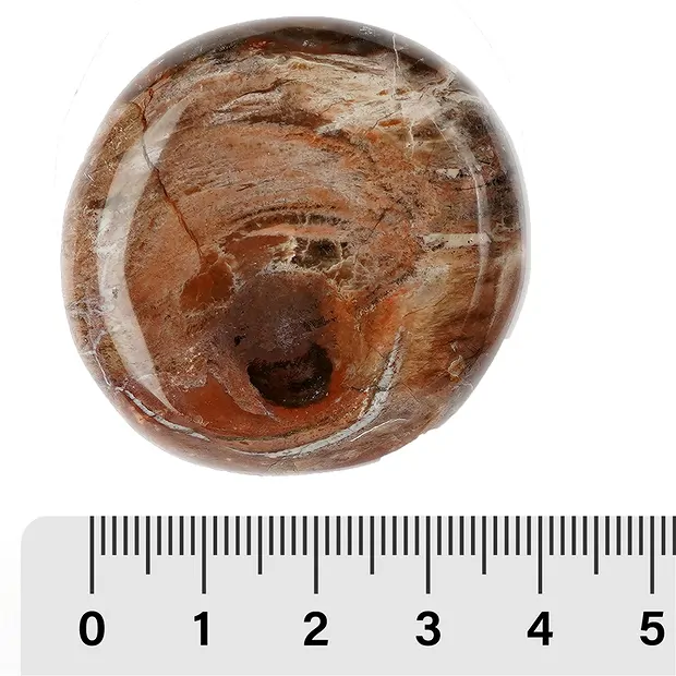 Pietra disco in legno pietrificato (Madagascar) | Marco Schreier