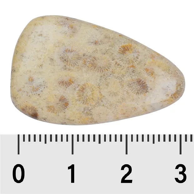 Pierres lisses Corail fossilisé | Marco Schreier