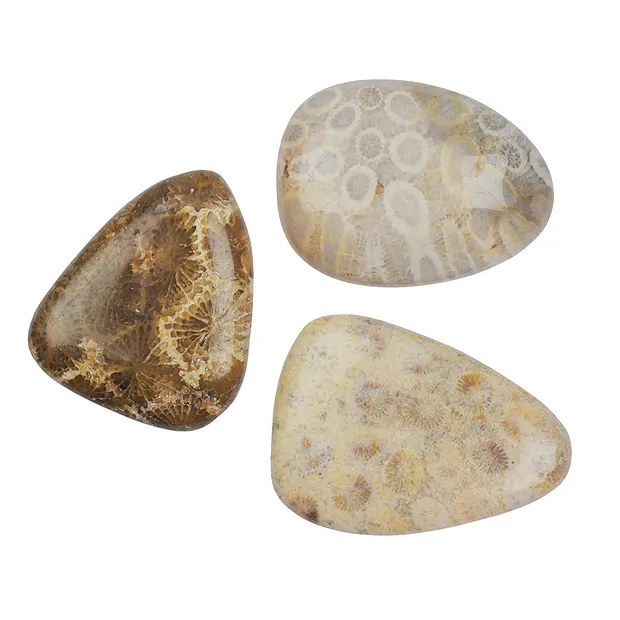 Pierres lisses Corail fossilisé | Marco Schreier
