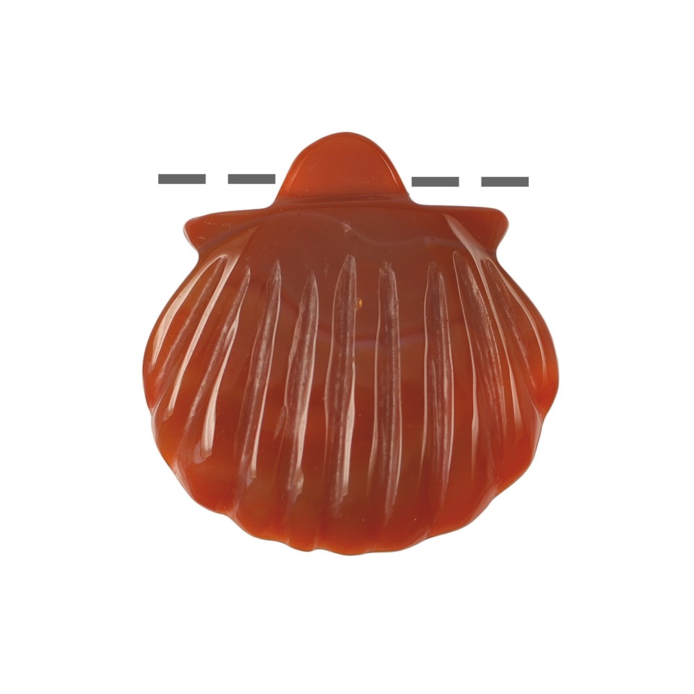 Shell carnelian (heated) drilled, 4cm | wholesale gems, healing stones & jewelry
