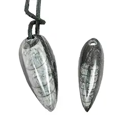 0430095912 Orthoceras perforado, 5.0 - 5.5cm | Marco Schreier