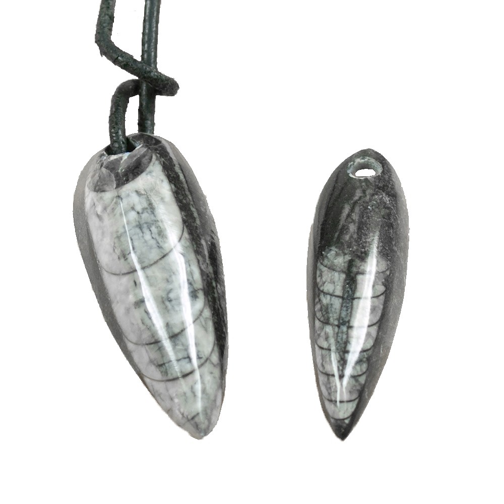 Orthoceras drilled, 5.0 - 5.5 cm | wholesaler gems, healing stones & jewelry