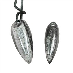 0430095913 Orthoceras drilled, approx. 6 - 7cm | wholesaler gems, healing stones &amp; jewelry