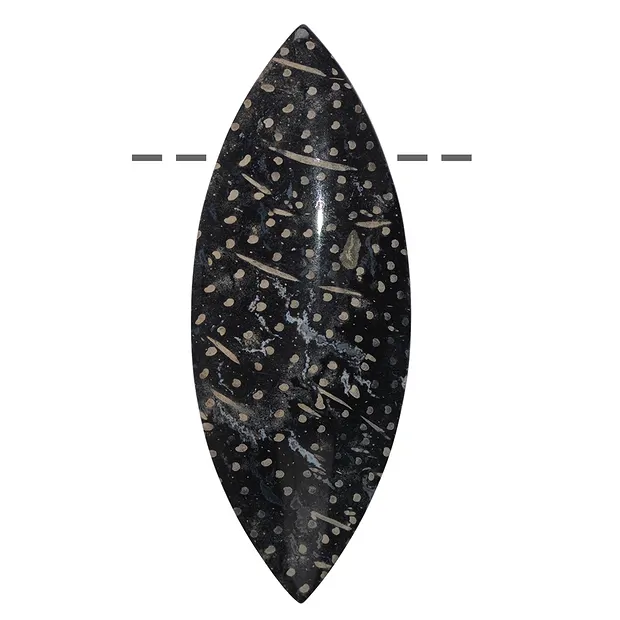 Navetta larga in legno di palma pietrificato forata, 7,0cm | Marco Schreier