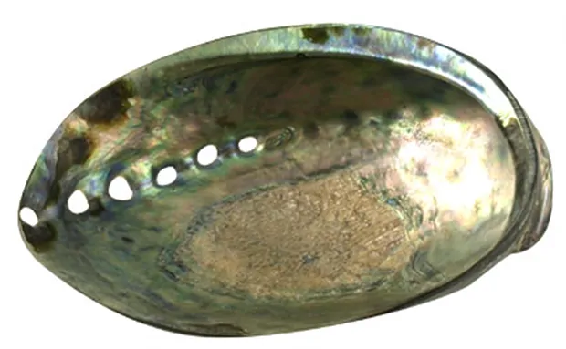 Muschelschale Paua-Muschel, 13cm | Großhändler Edelsteine, Heilsteine & Schmuck