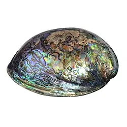 0517409001 Muschelschale Paua-Muschel, 13cm | Großhändler Edelsteine, Heilsteine & Schmuck