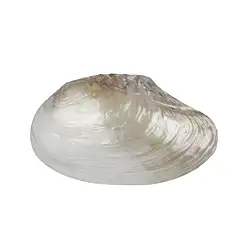 0517509001 Muschelschale Perlmutt (weiß), 10 x 14cm | GH Edelsteine, Heilsteine & Schmuck