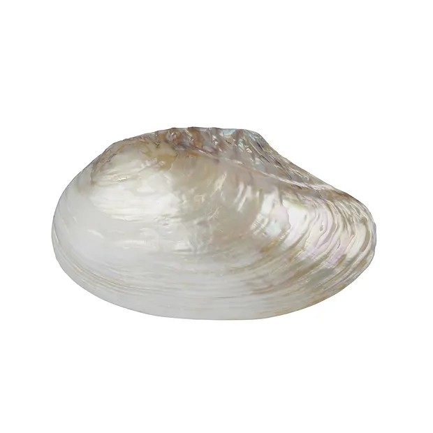 Muschelschale Perlmutt (weiß), 10 x 14cm | GH Edelsteine, Heilsteine & Schmuck