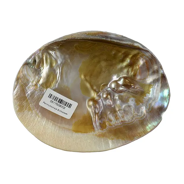 Schale Perlmutt (Süßwasser), 15cm | Großhändler Edelsteine, Heilsteine & Schmuck