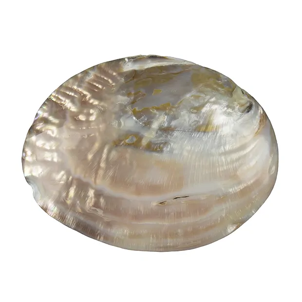 Schale Perlmutt (Süßwasser), 15cm | Großhändler Edelsteine, Heilsteine & Schmuck