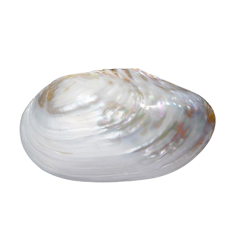 Bol en nacre (blanc), 21 cm | Marco Schreier