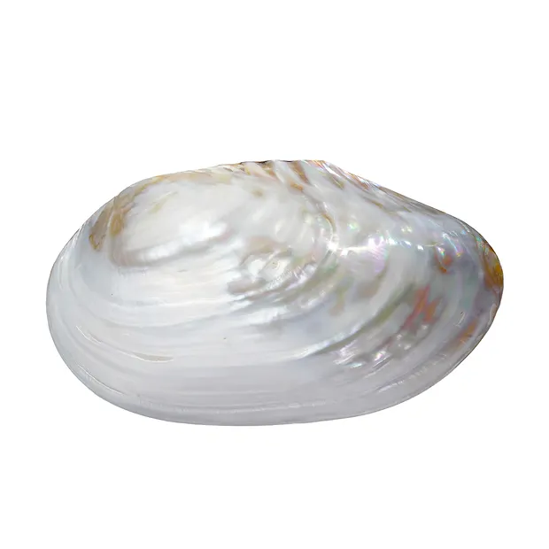 Bol en nacre (blanc), 21 cm | Marco Schreier