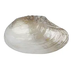 0517509004 Mussel shell Mother of Pearl (white), 13-15 x 25-26cm | Marco Schreier