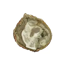 0518705002 Disco di Foresta fossile, 03 - 05 cm | grossista gemme e pietre curative