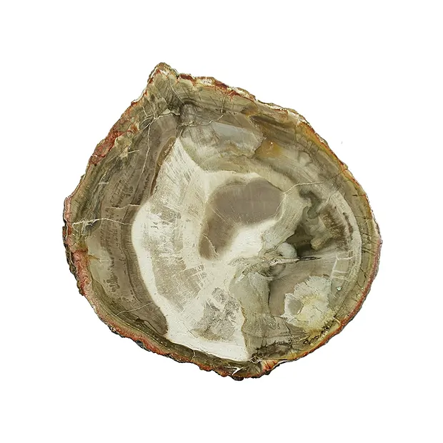Scheibe versteinertes Holz, 05 - 07cm | Edelsteine, Heilsteine & Schmuck-Handel