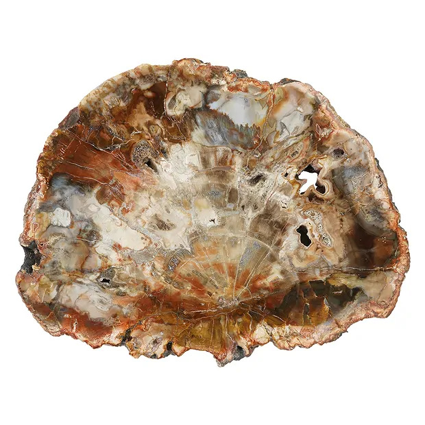 Disque Bois silicofié, 10 - 15cm | Marco Schreier