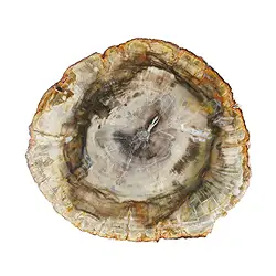 0518705005 Disco di Foresta fossile, 10 - 15cm | Gemme Schreier, pietre curative e gioielli