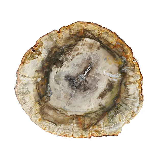 Petrified Wood slice, 10 - 15cm | wholesaler gems, healing stones & jewelry