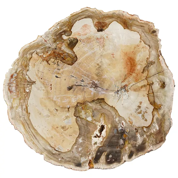 Scheibe versteinertes Holz, 15 - 20cm | Edelsteine, Heilsteine & Schmuck-Handel