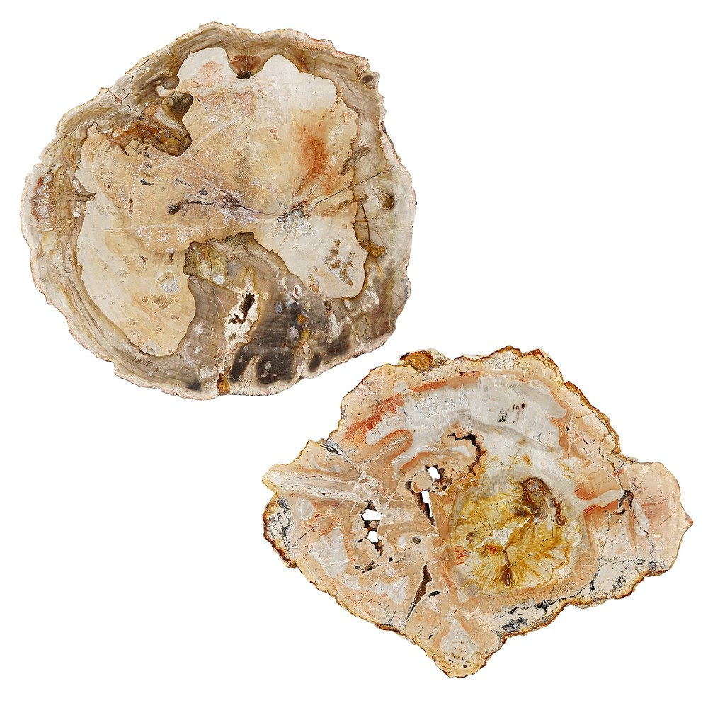 Scheibe versteinertes Holz, 15 - 20cm | Edelsteine, Heilsteine & Schmuck-Handel